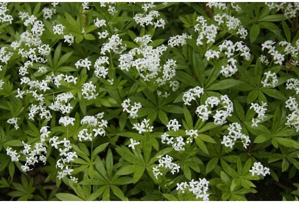 Lievevrouwebedstro (Galium odoratum) D 9 H 10 cm