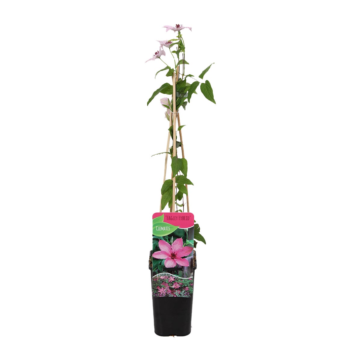 Bloomique – Clematis Hagley Hybride – Clematis – Roze – Klimplanten – Tuinplanten – Winterhard – Potmaat 15 cm – Hoogte 70–80 cm