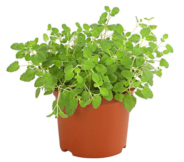 Dehner Lieblinge Katzenminze - Nepeta cataria