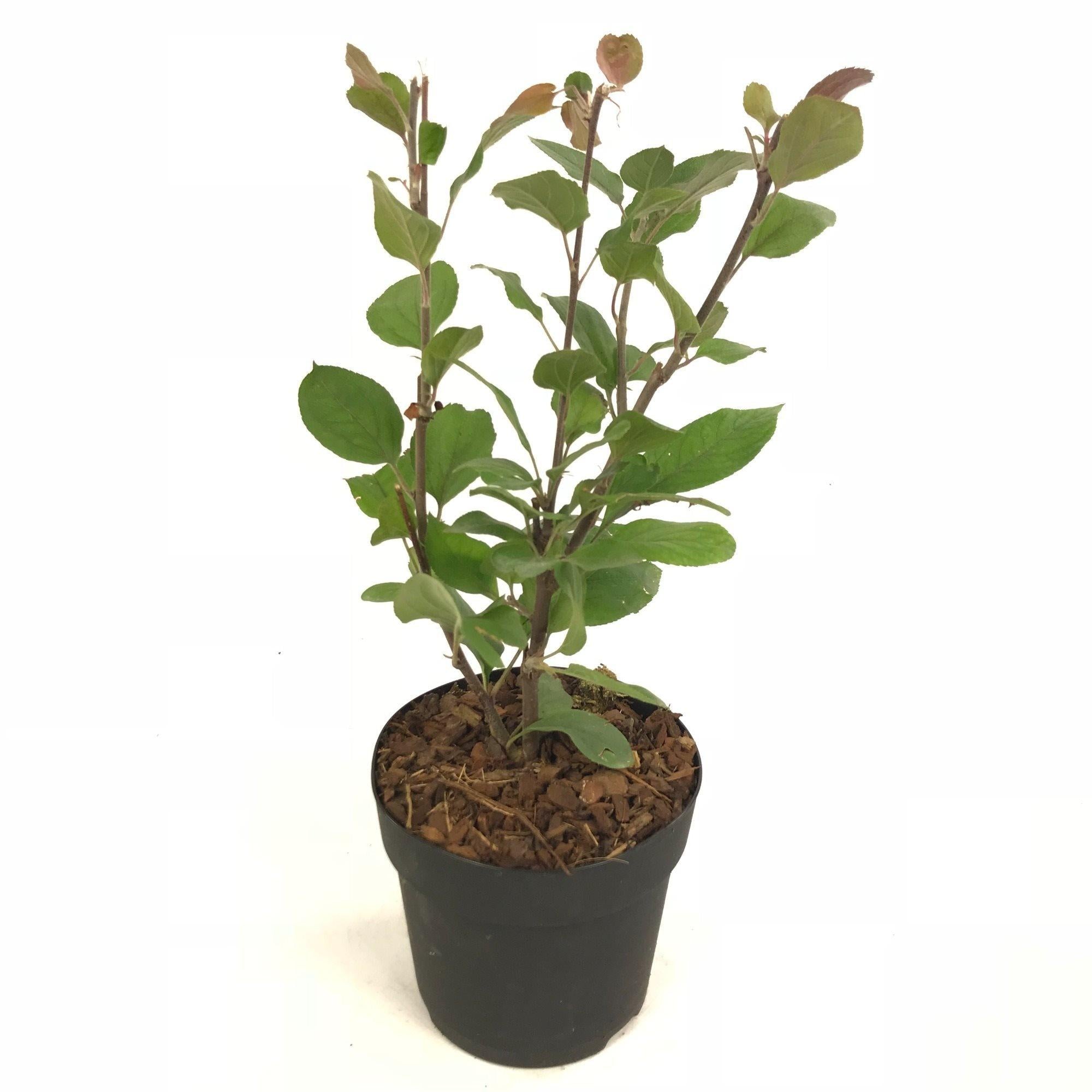 Malus 'appletini'