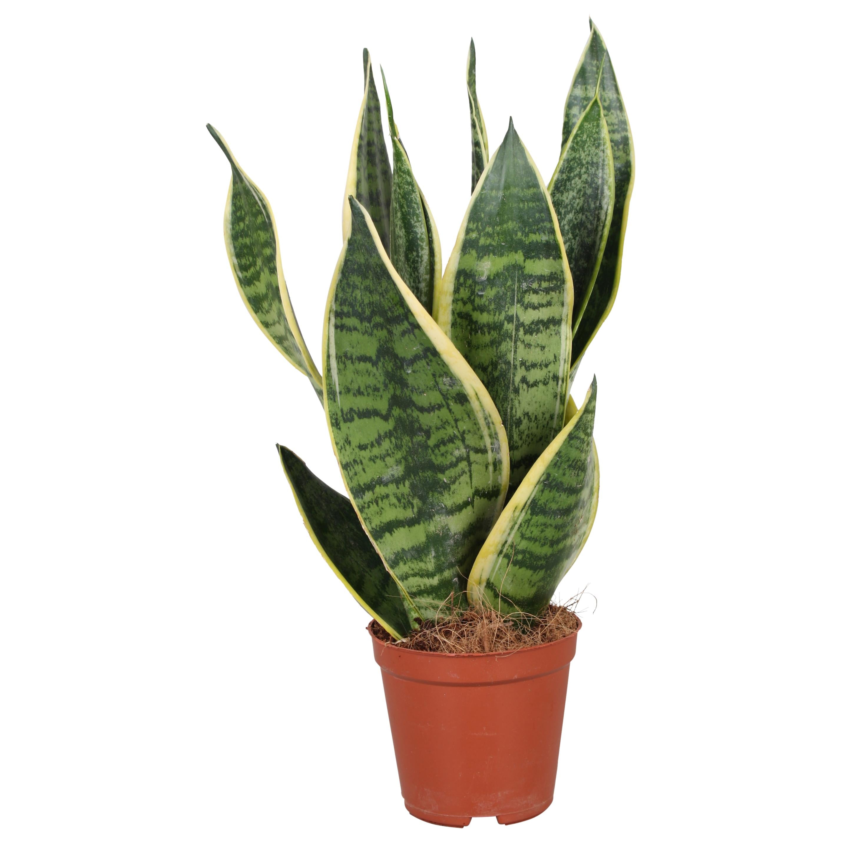 Plante d'intérieur - sansevieria futura superba 40.0cm