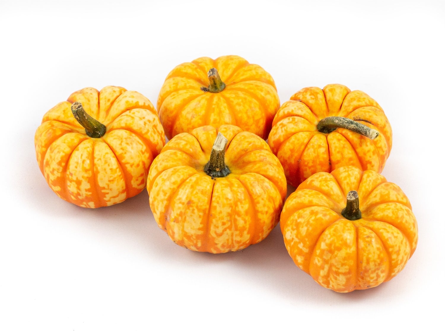 Pompoen (Cucurbita 'Spark') D 8 cm
