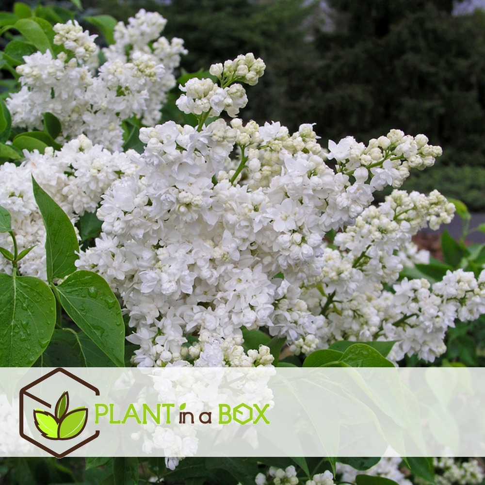 Syringa vulgaris - mélange de 6 - lilas commun - pot 17cm - hauteur 25-40cm