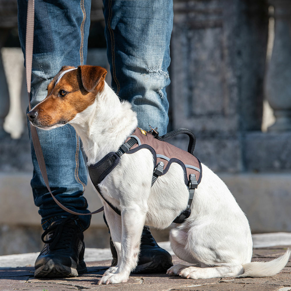Ferplast harnais petit chien ergotrekking small, anti-évasion, anti-panique, harnais chien, lévrier, réfléchissant, 6 fermetures,