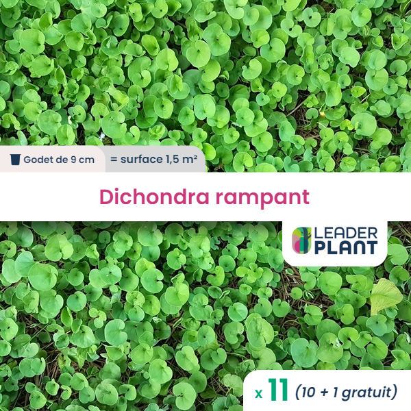 11 x dichondra rampant en godet