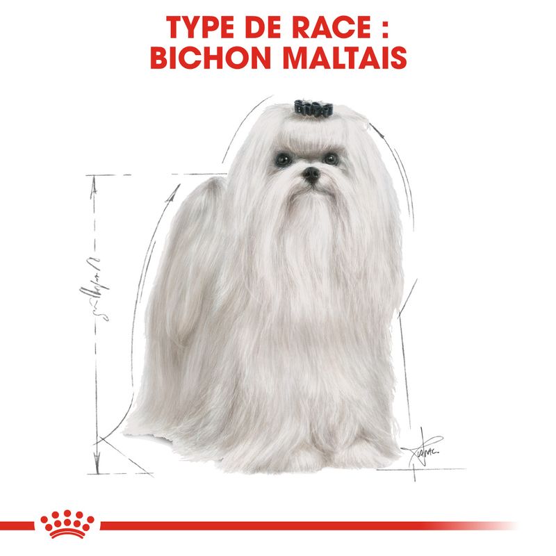 Royal Canin Bichon Maltais Adult à prix discount sur bitiba.fr