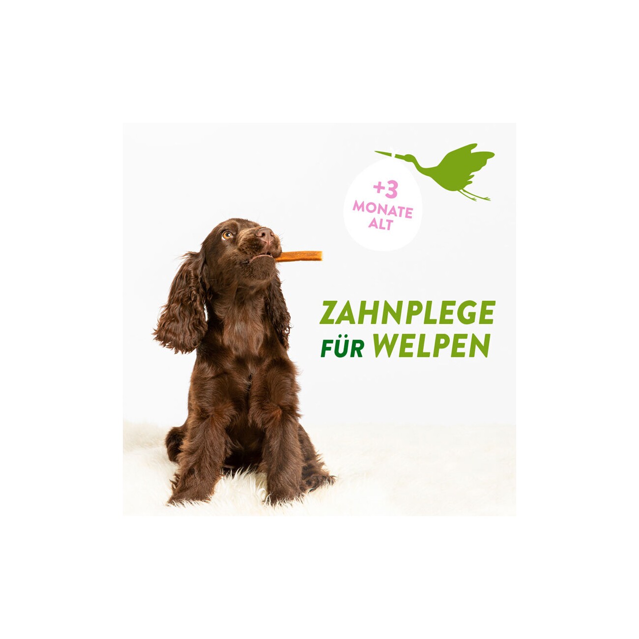 WHIMZEES Puppy Zahnpflege XS-S