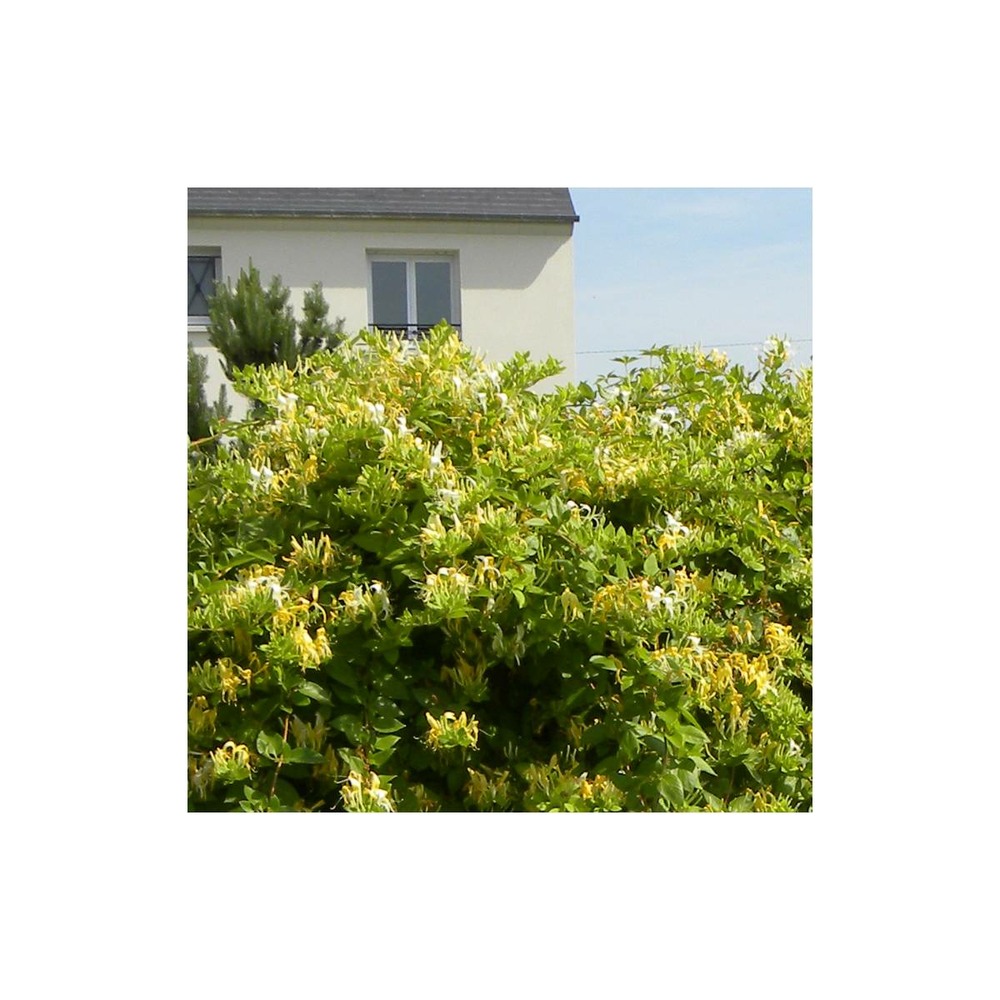 Chèvrefeuille japonica hall's prolific/lonicera japonica hall's prolific[-]godet - 5/10 cm
