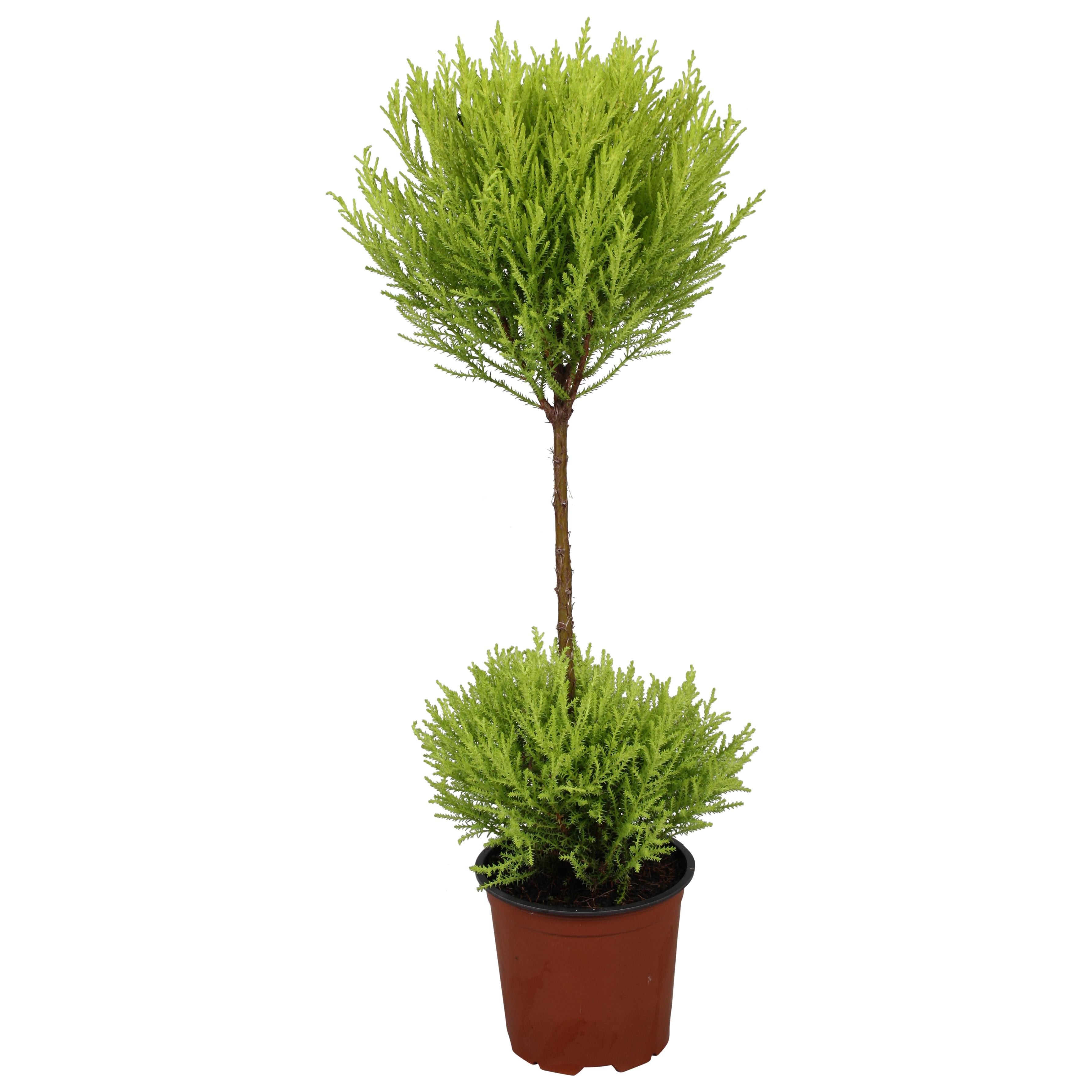 Cupressus 'goldcrest wilma'