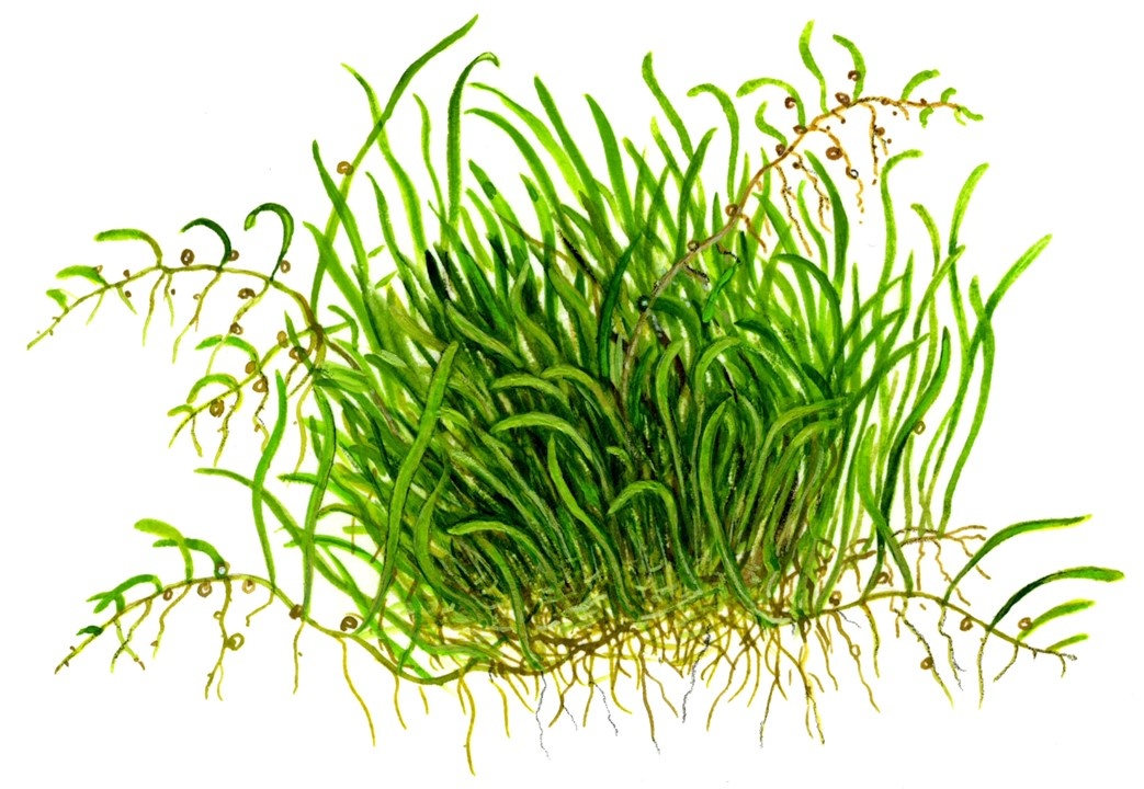 Waterplant Utricularia Graminifolia
