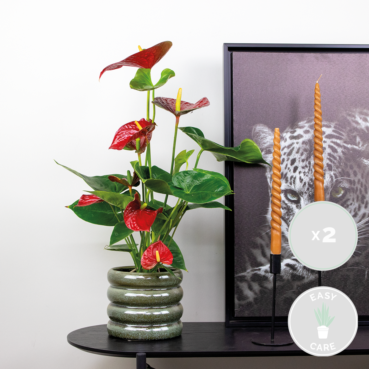 2x anthurium 'aristo' red– flamingo plant - facile d'entretien - ⌀14 cm - ↕45-55 cm