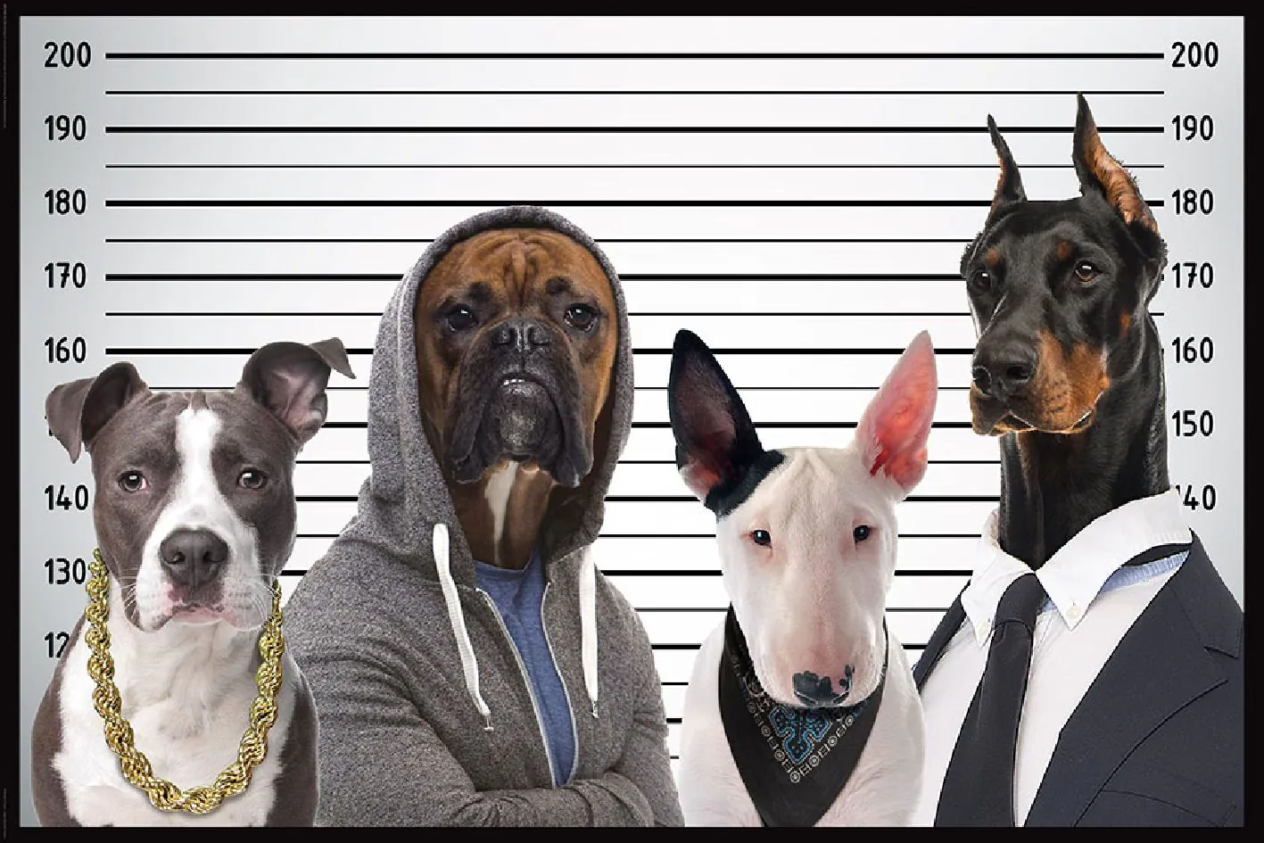 Poster Most wanted dogs, 61 x 91 cm