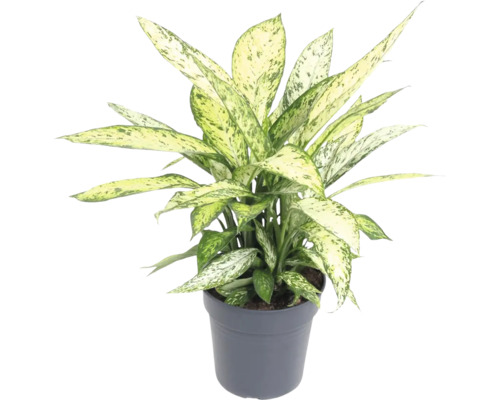 Dieffenbachia FloraSelf Dieffenbachia 'Vesuvius' H ca. 70 cm Ø 24 cm pot