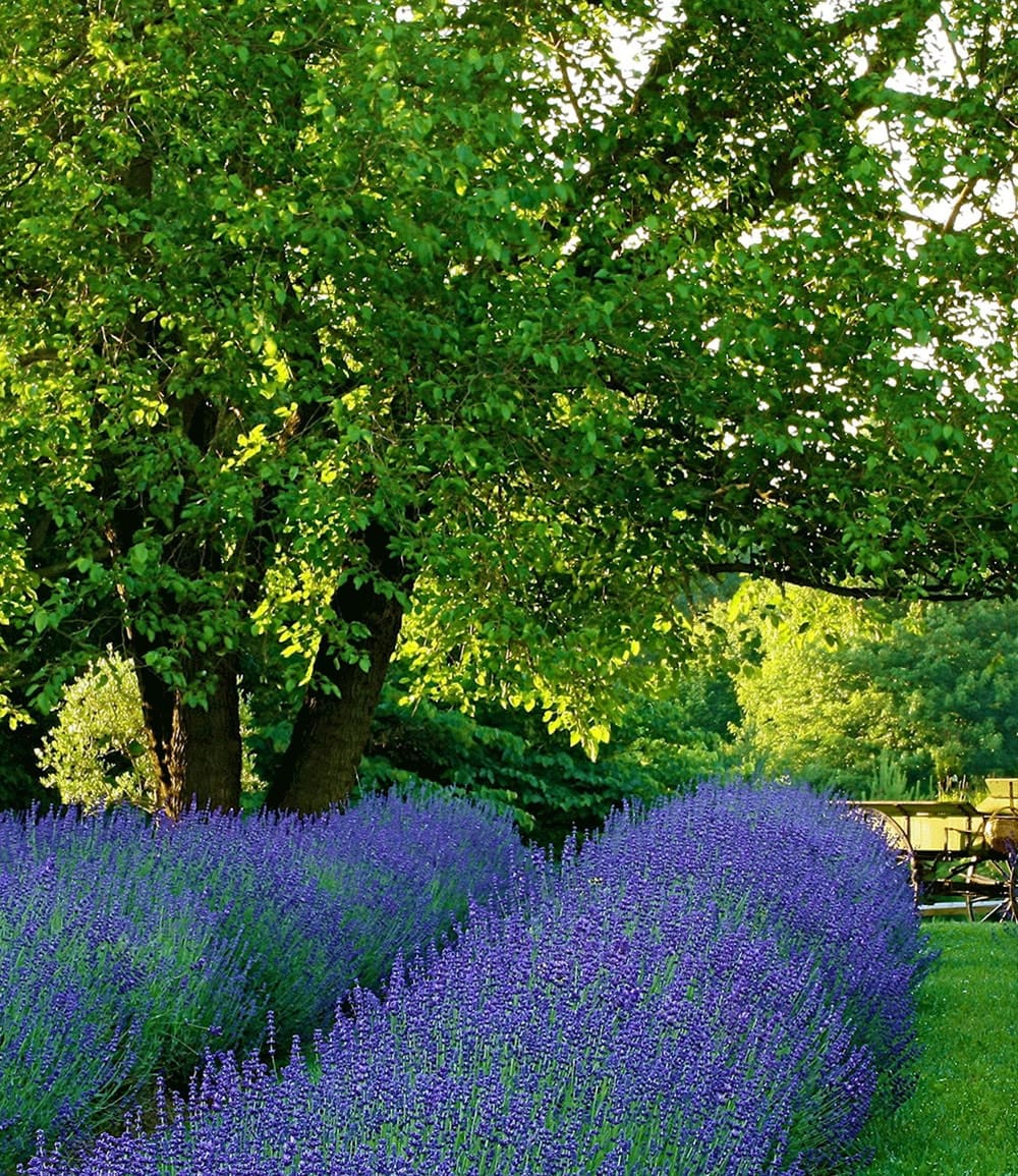 Lavendel 'Phenomenal®'