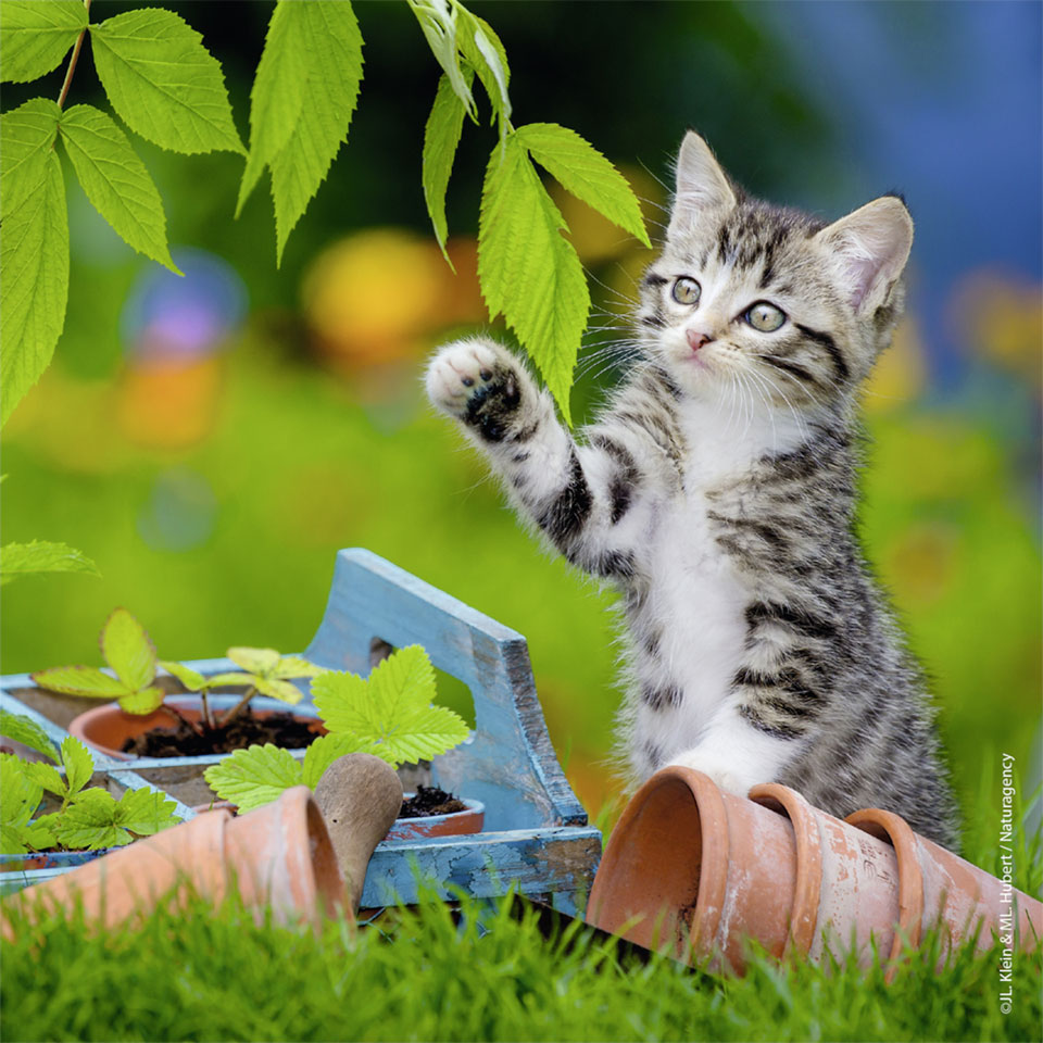 Ravensburger puzzelset katten - 3 x 49 stukjes