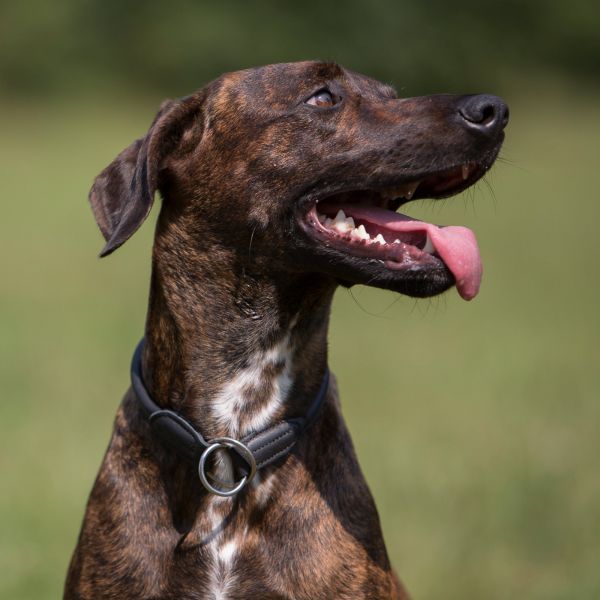 Kieffer Hundehalsband Ultrasoft