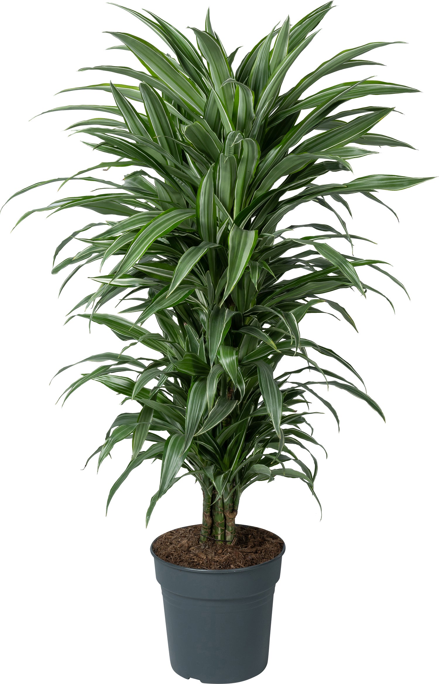 Drakenbloedboom (Dracaena fragrans 'Warneckei') D 27 H 110 cm