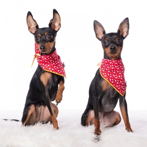 Bandana vermelha com estampa de estrela para cachorro