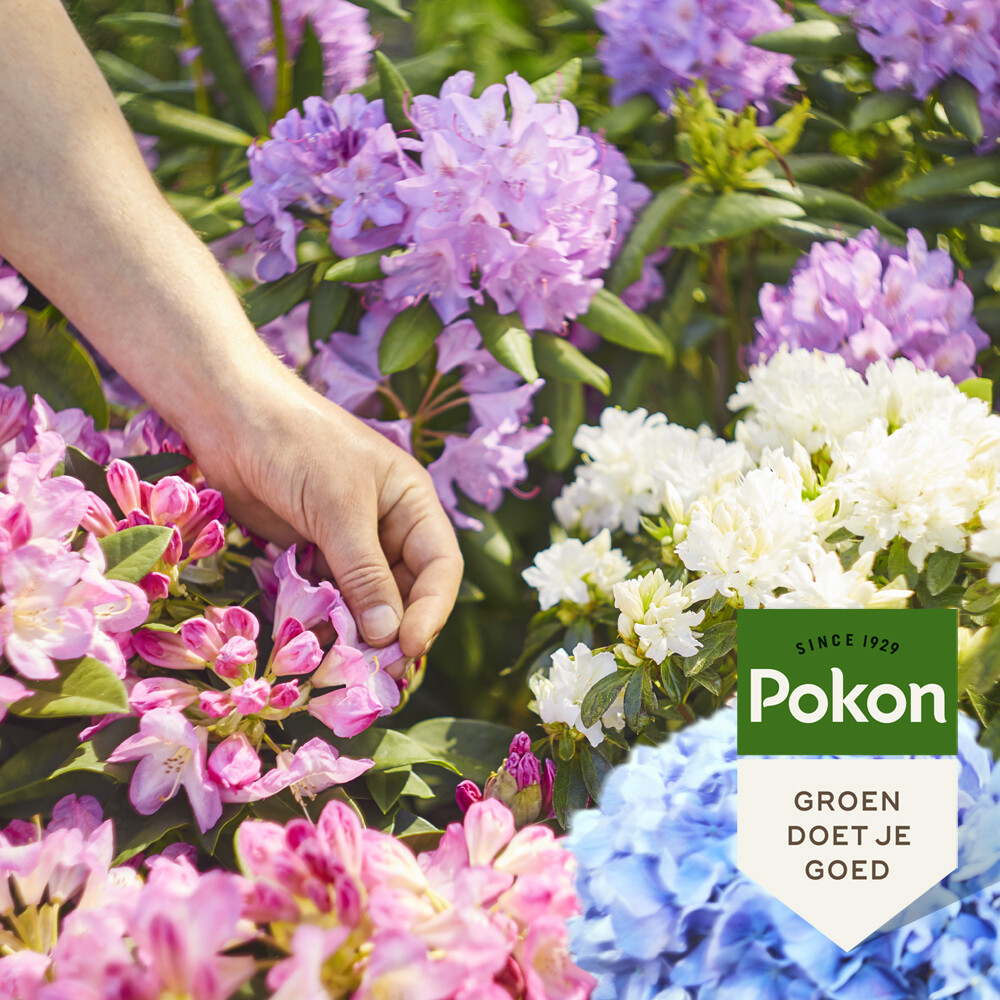 Pokon Rhododendron, Hortensia en Azalea Mest 1 kg