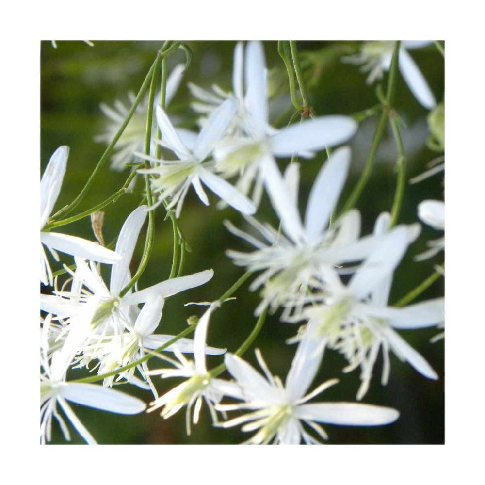 Clématite flammula/clematis flammula[-]pot de 1,5l - tuteur bambou 30/60 cm