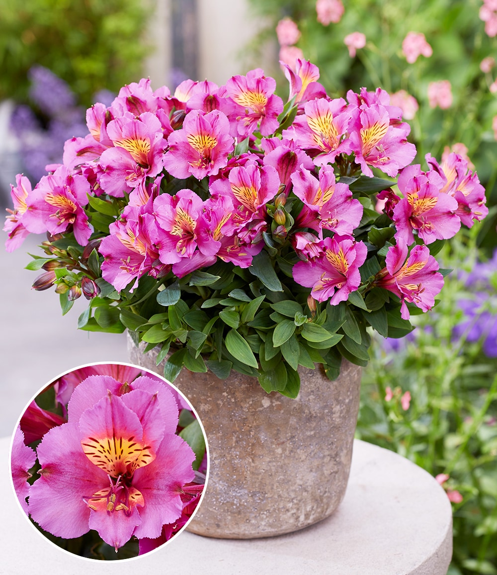 Winterharte Alstromeria Incalys® 'Purple', im 12 cm XL-Topf
