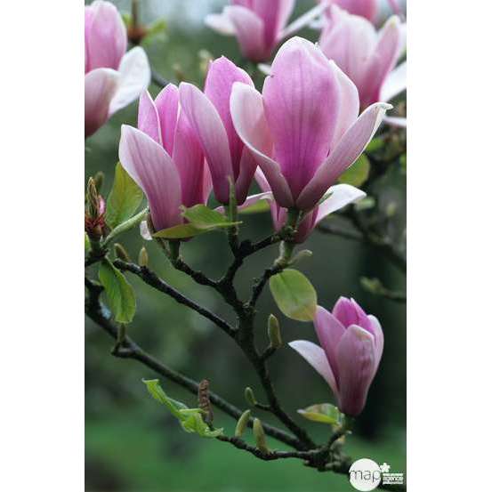 Magnolia soulangeana Rustica : conteneur rond carré de 5 L