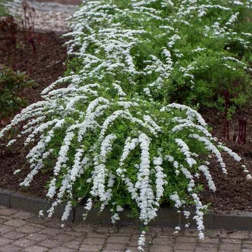 Spiraea x cinerea 'Grefsheim' Brudespirea 'Grefsheim' Ø15 cm