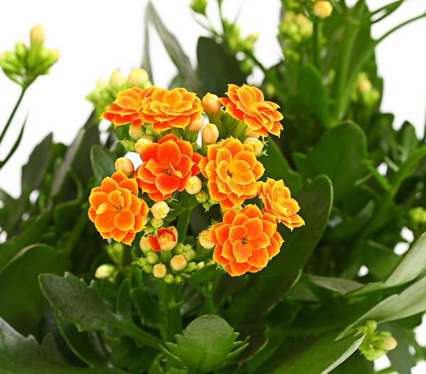 Flammendes Käthchen - Kalanchoe