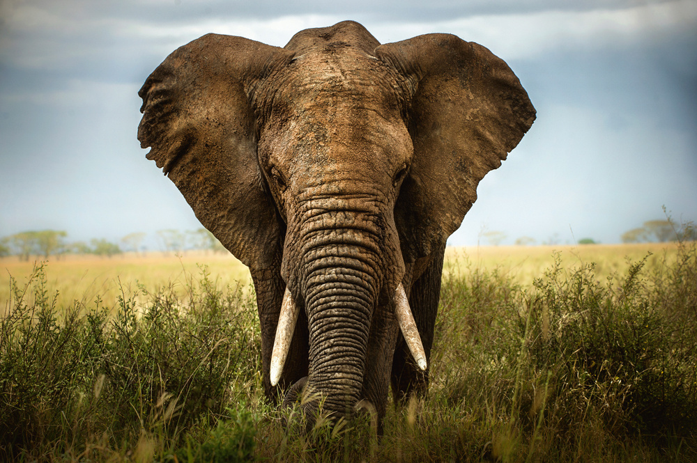 Akustikbild GROßER ELEFANT 80x120cm, 7kg