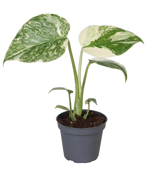 Fensterblatt - Monstera 'Creme Brulée'