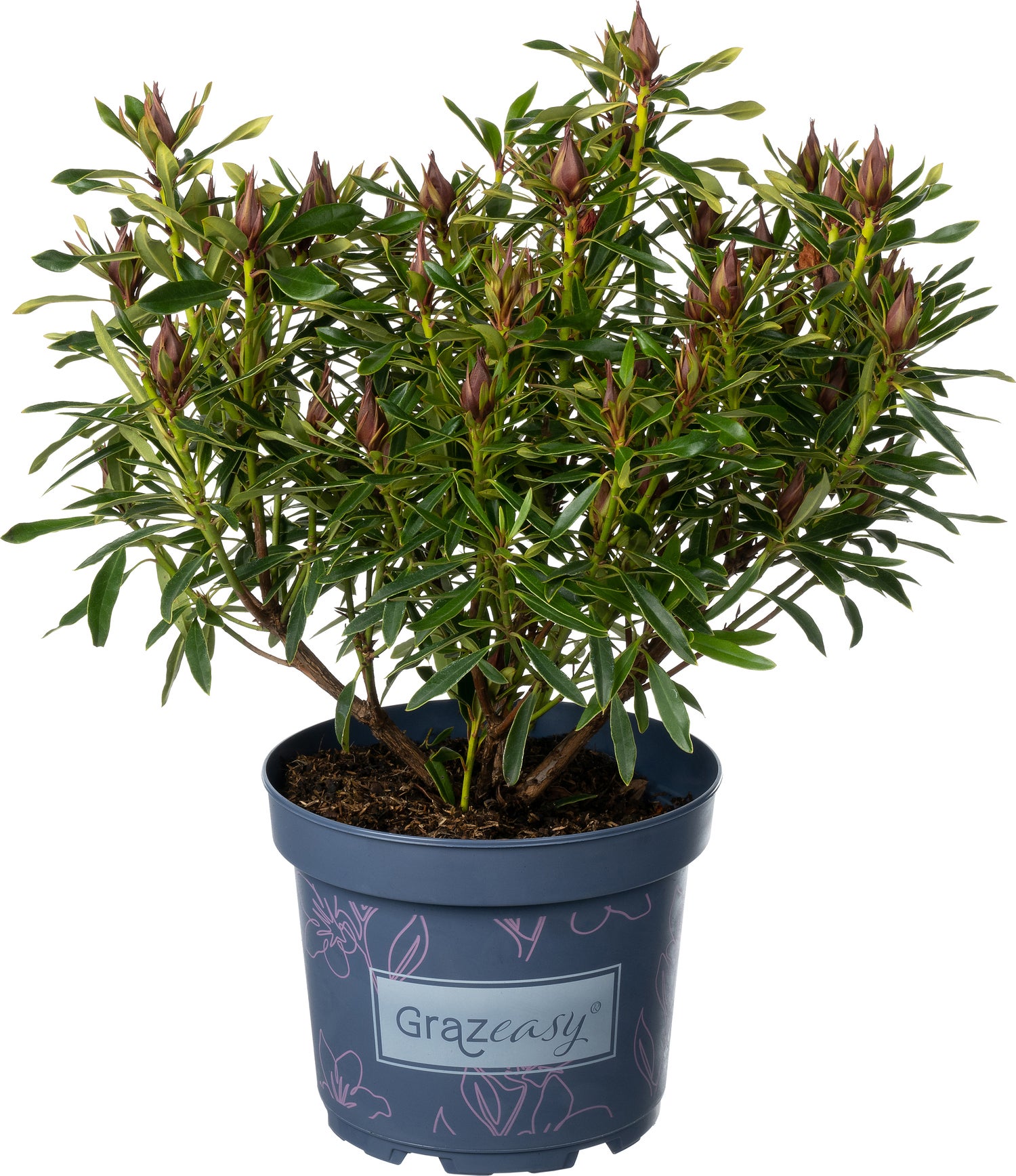 Rhododendron (Rhododendron inkarho 'Grazeasy') D 23 H 30 cm