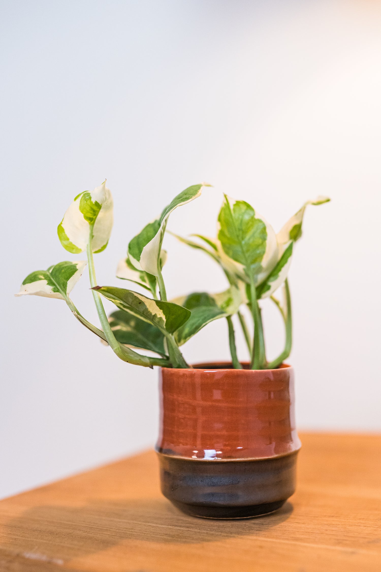 TS bloempot Marlijn bruin / zwart D 8 H 7 cm