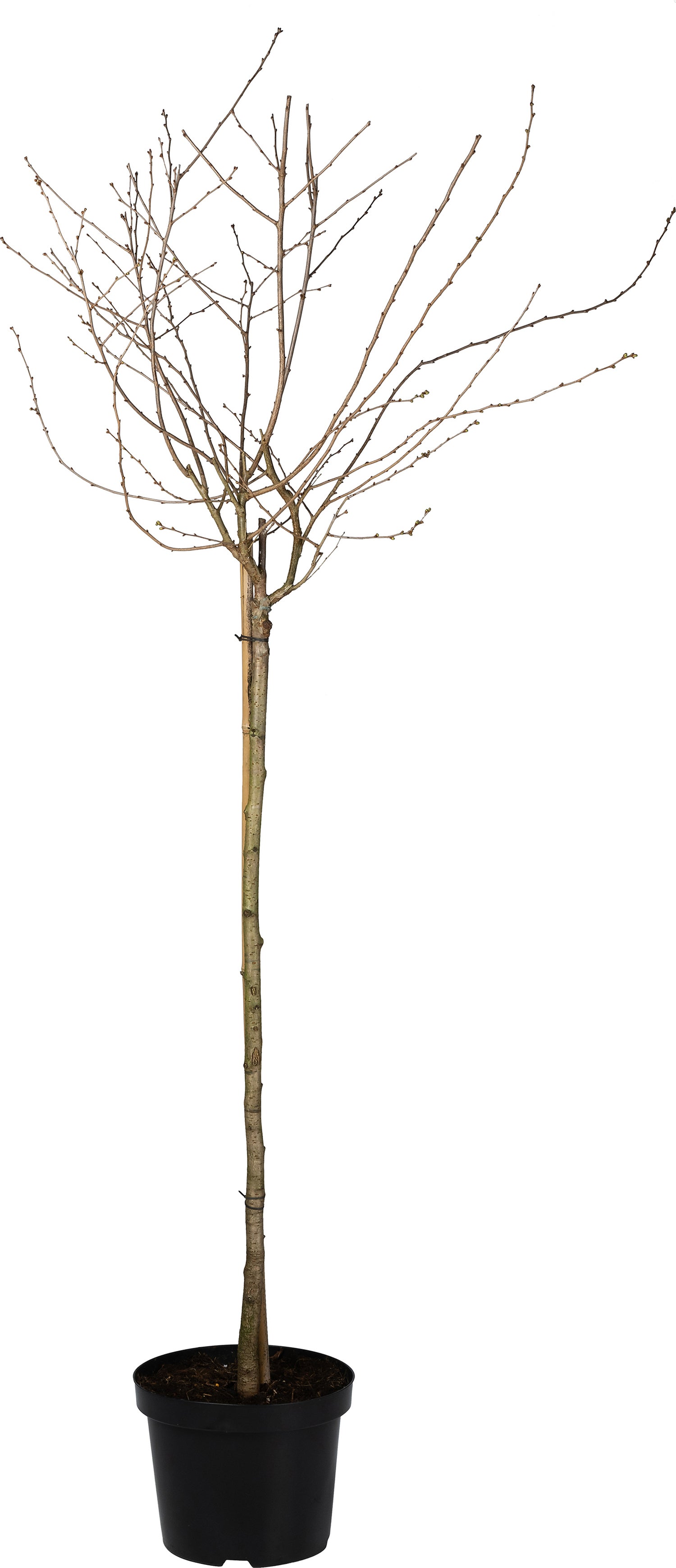 Kleinbloemige Sierkers op stam (Prunus 'Hally Jolivette') D 27 H 90 cm