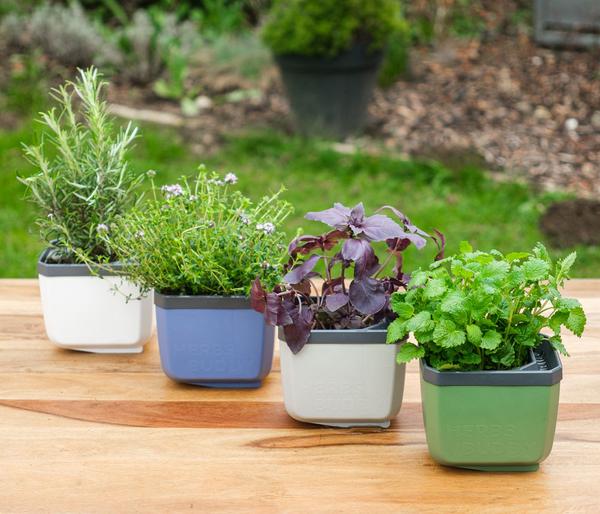 Gusta Garden Kräutertopf Herbs Buddy, ca.