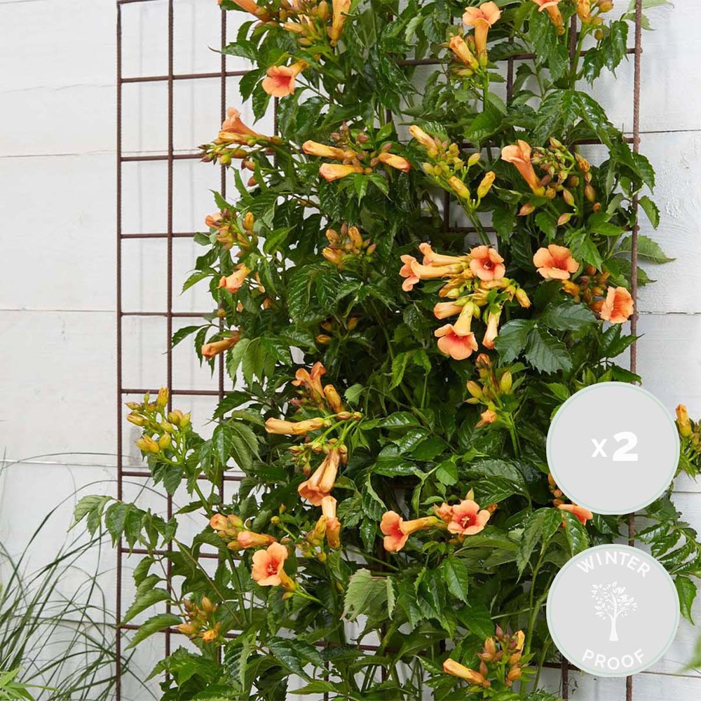 2x campsis 'indian summer' – creeper – trompette grimpeuse – hardy - ⌀15 cm – ↕55-65 cm
