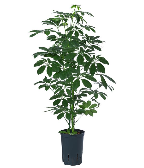 Strahlenaralie - Schefflera arboricola
