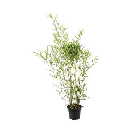 Bambou moyen phyllostachys humilis: pot de 3 litres