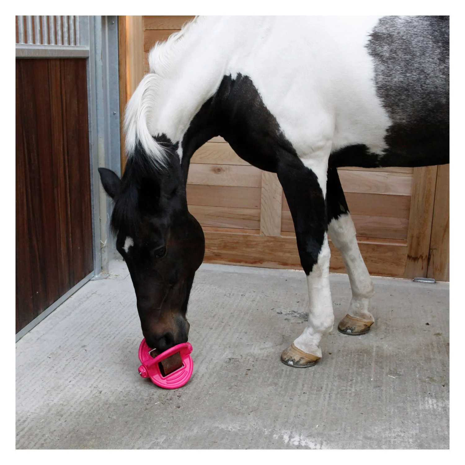 Bizzy HORSE Ball, für Pferde  - pink