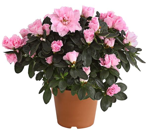 Zimmerazalee - Rhododendron simsii