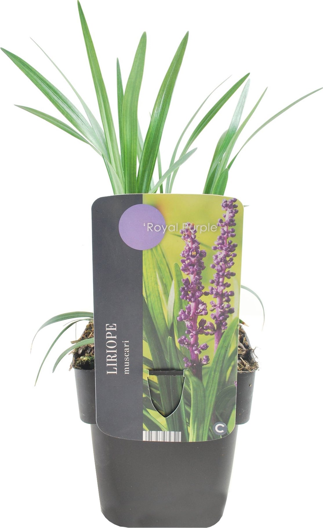 Leliegras (Liriope muscari 'Royal Purple') D 17 H 30 cm