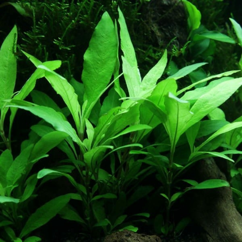 Hygrophila siamensis 53b