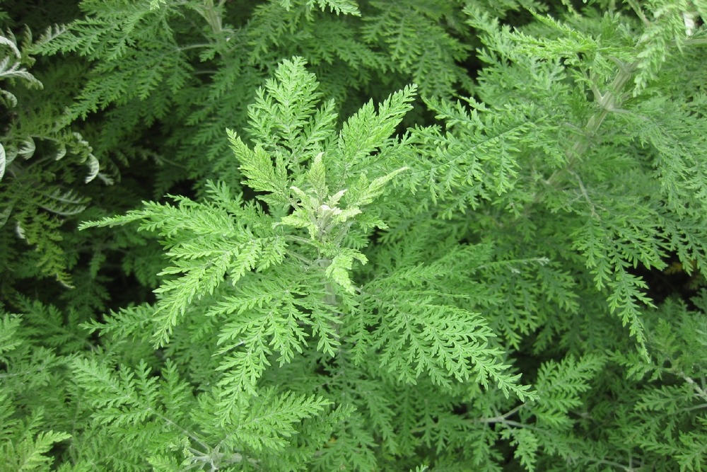 Jardin dans le sac - armoise annuelle qing hao - 250 graines - artemisia annua