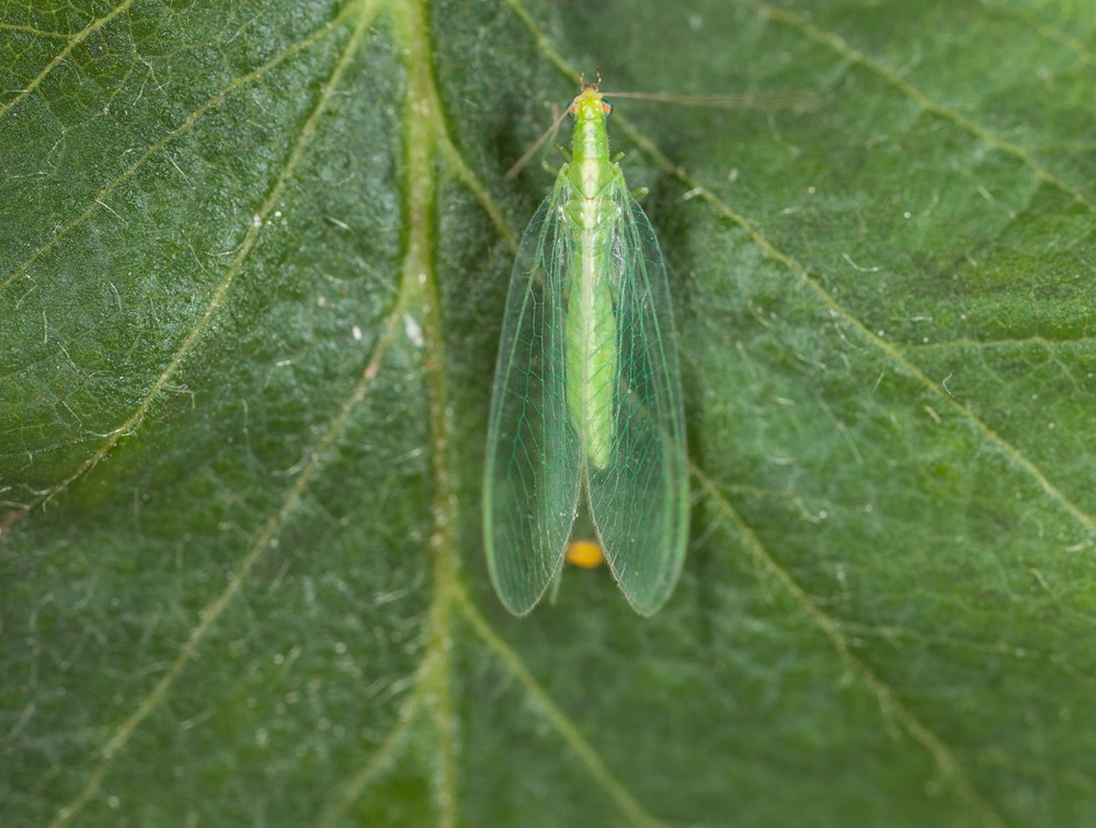 Chrysope 300 oeufs