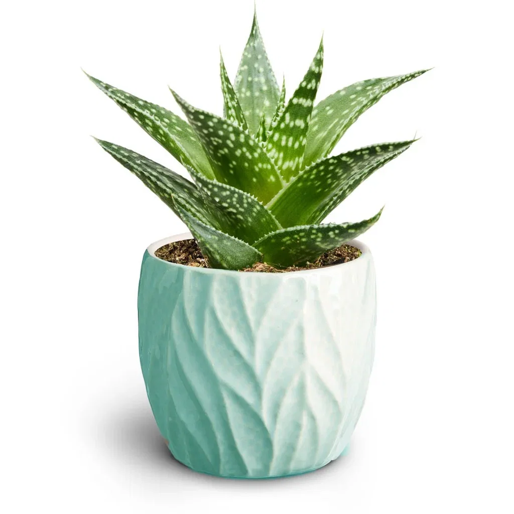 Succulent sp. Sukkulent i potte Høyde 15 cm