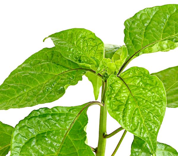 Chili 'Carolina Reaper'