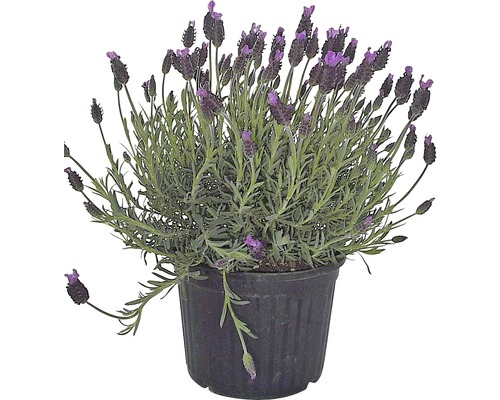 Franse lavendel FloraSelf Lavandula stoechas H 15-20 cm Ø 12 cm pot