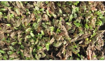 Koperknoopje (Leptinella potentillina) D 9 H 10 cm