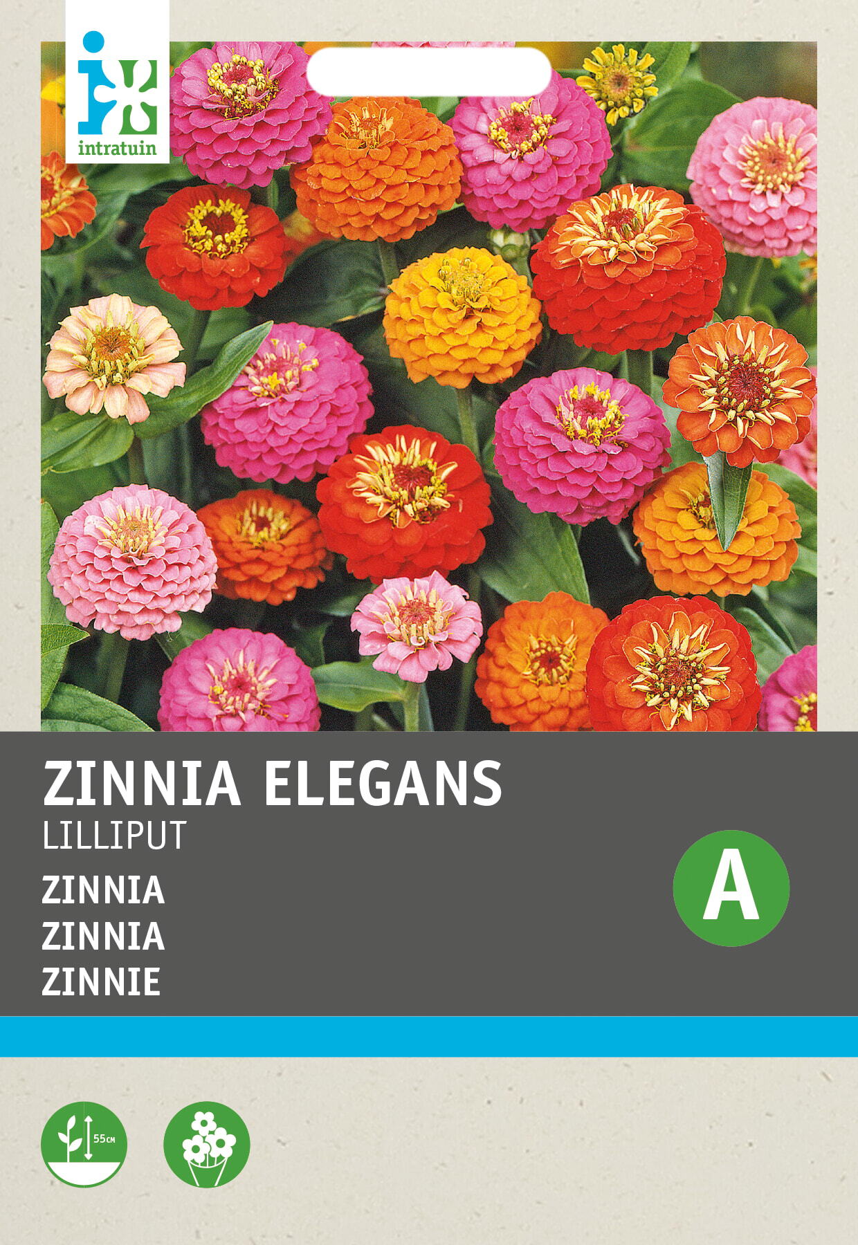 Intratuin bloemenzaad Zinnia dubbel bloemig (Zinnia elegans 'Pompon')