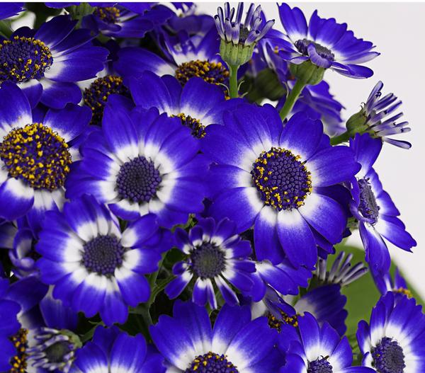 Teneriffa Stern - Cineraria
