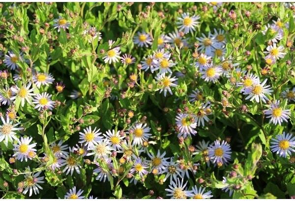 Herfstaster (Aster ageratoides 'Asran) D 9 H 10 cm